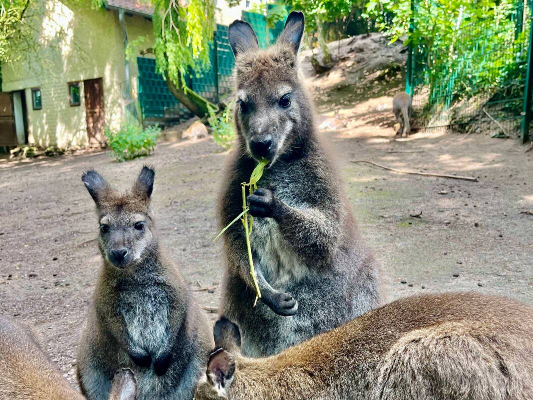 Kängurus im Eisenberger Tiergarten